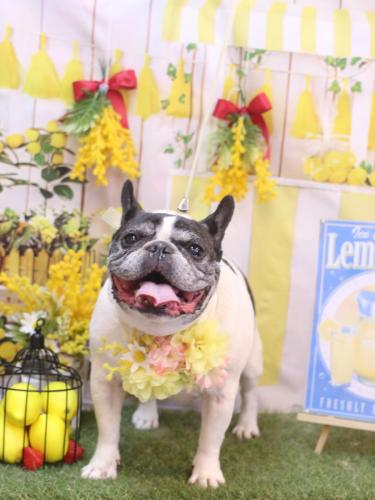 20240413桃ちゃん